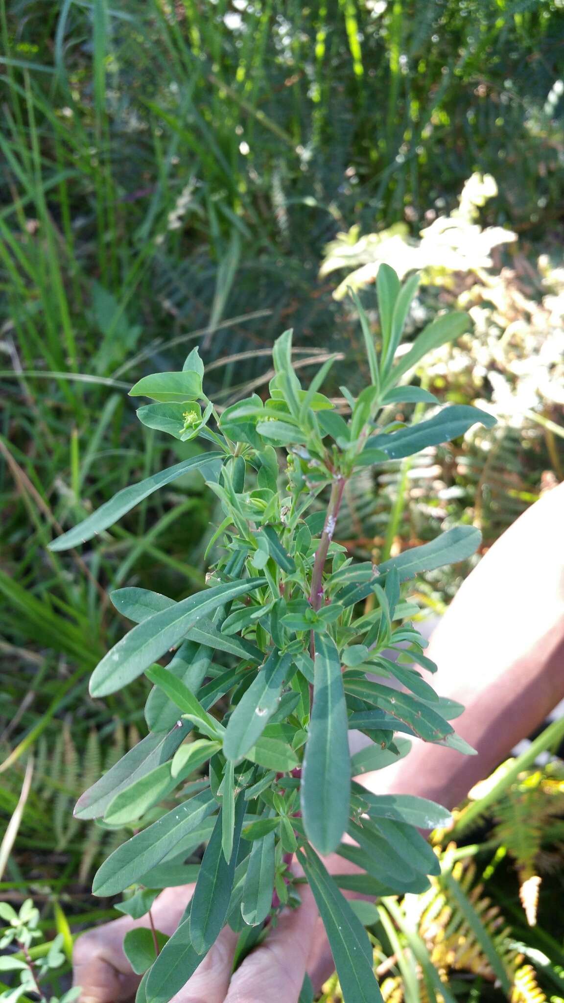 Image of Euphorbia emirnensis Baker