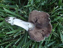 Image of Banded agaric