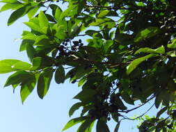 Imagem de Cinnamomum reticulatum Hayata