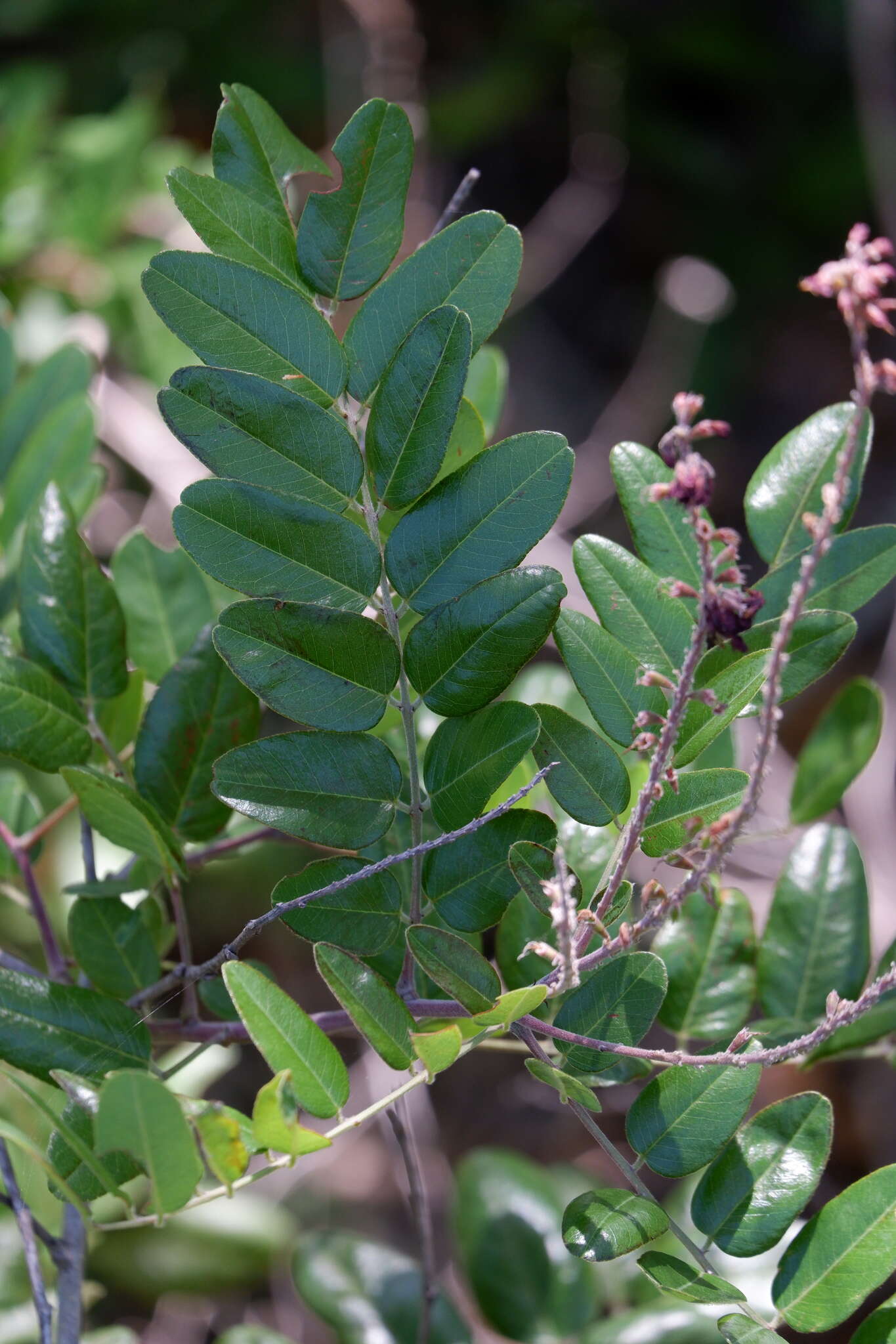 Image of Roemer's Indigo-Bush