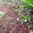 Image of Wurmbea dioica subsp. brevifolia R. J. Bates