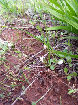 Image of Wurmbea dioica subsp. brevifolia R. J. Bates