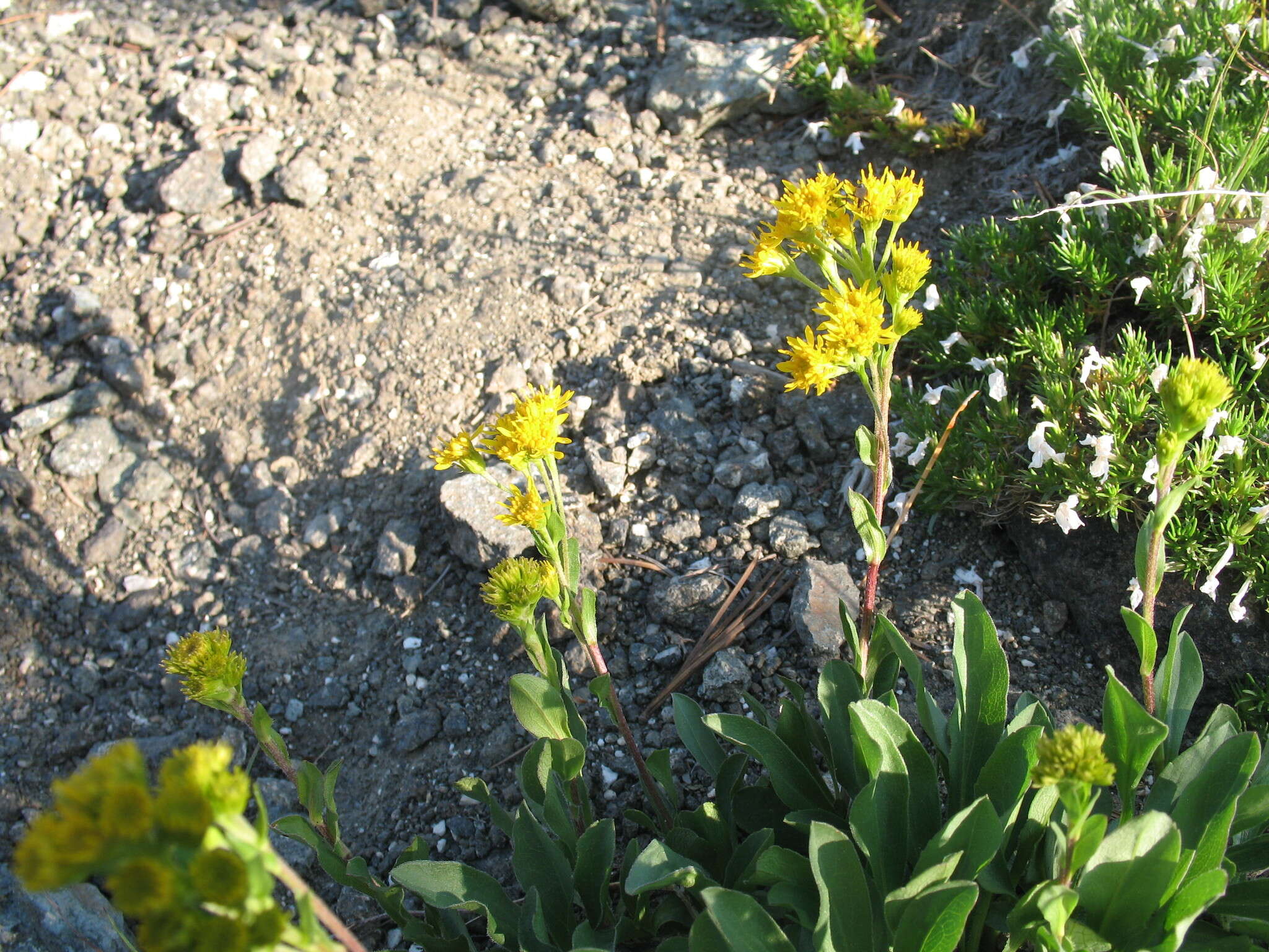 Image of Rocky Mountain goldenrod