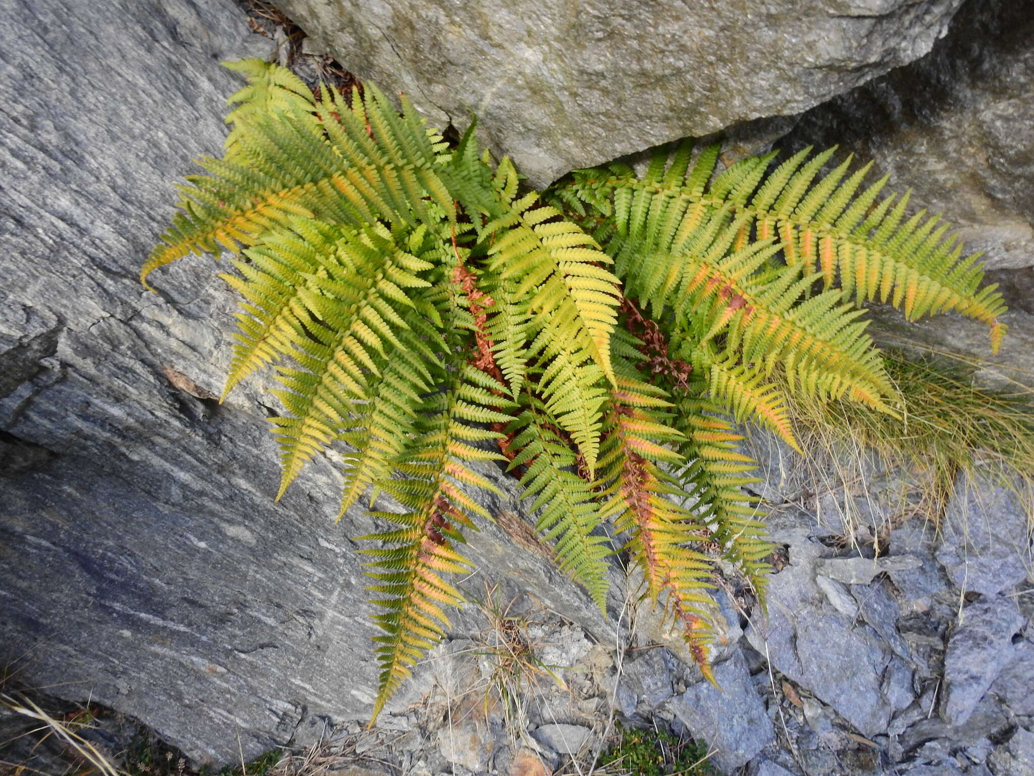 Sivun Dryopteris cambrensis subsp. cambrensis kuva