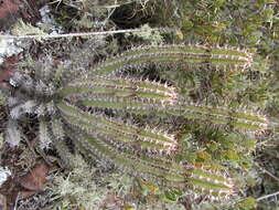 Euphorbia zoutpansbergensis R. A. Dyer resmi