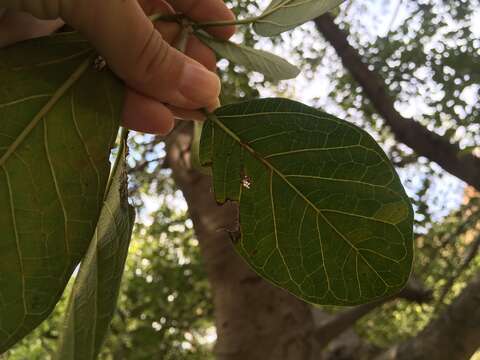 Ficus cotinifolia Kunth的圖片