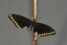Sivun Papilio caiguanabus Poey 1852 kuva