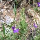 Image de Antirrhinum strictum (Hooker & Arnott) A. Gray