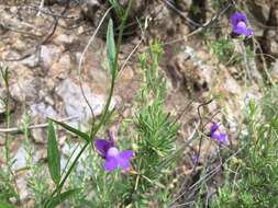 Imagem de Antirrhinum strictum (Hooker & Arnott) A. Gray