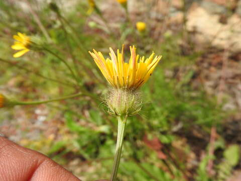 Image of Crepis commutata (Spreng.) W. Greuter