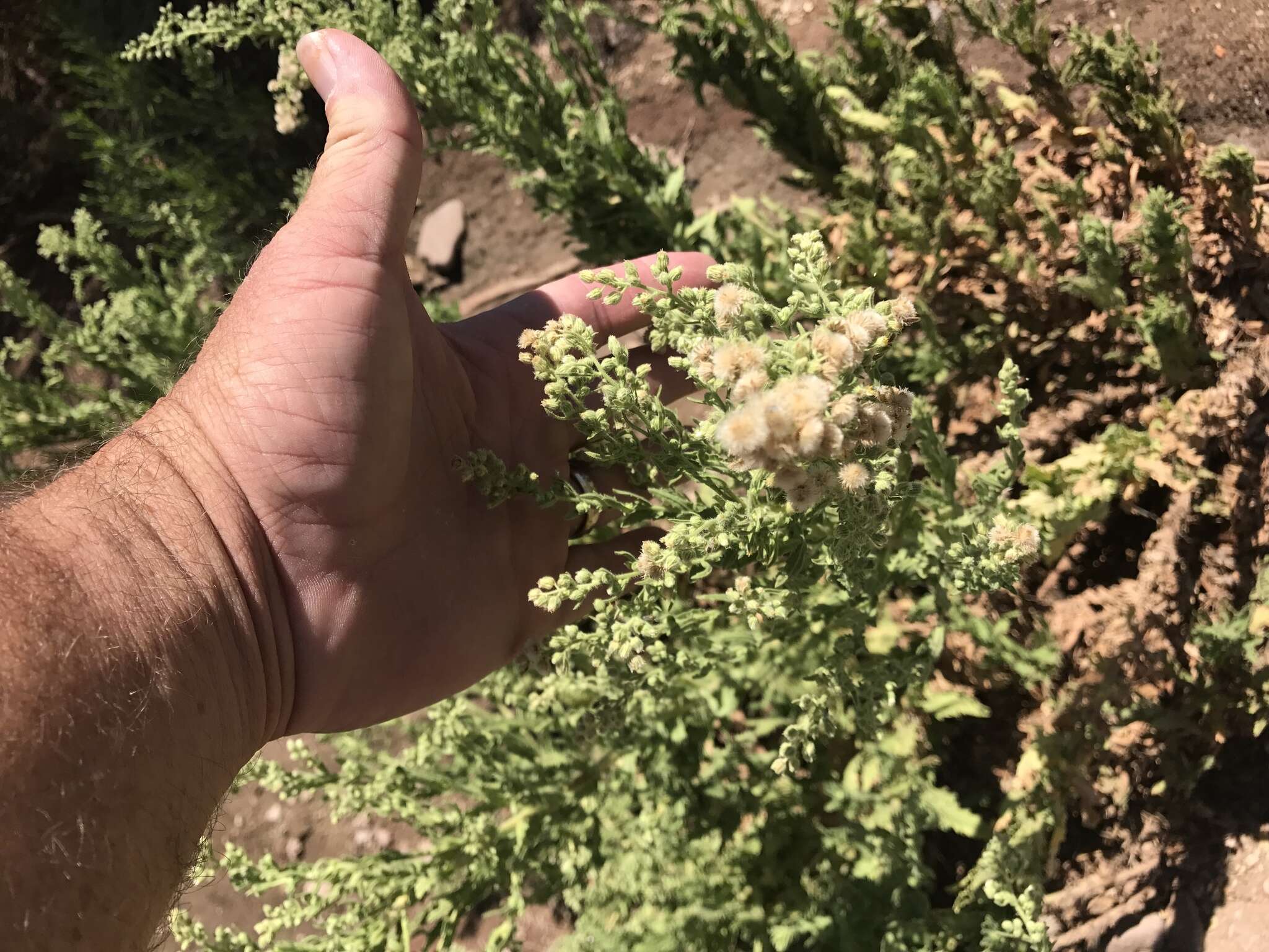 Plancia ëd Laennecia coulteri (A. Gray) G. L. Nesom