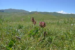 Imagem de Astragalus platyphyllus Kar. & Kir.