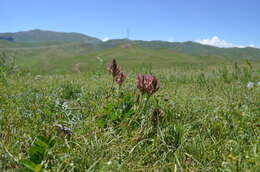 Sivun Astragalus platyphyllus Kar. & Kir. kuva