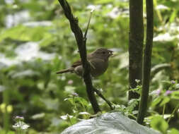 صورة Asemospiza obscura (d'Orbigny & Lafresnaye 1837)