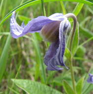 Imagem de Clematis integrifolia L.