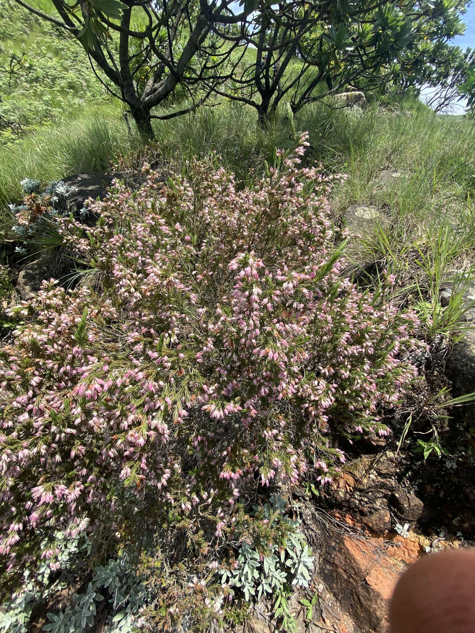 Plancia ëd Erica straussiana Gilg