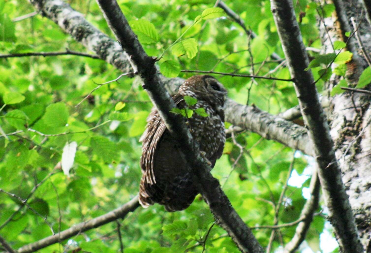 Image of Northern Spotted Owl