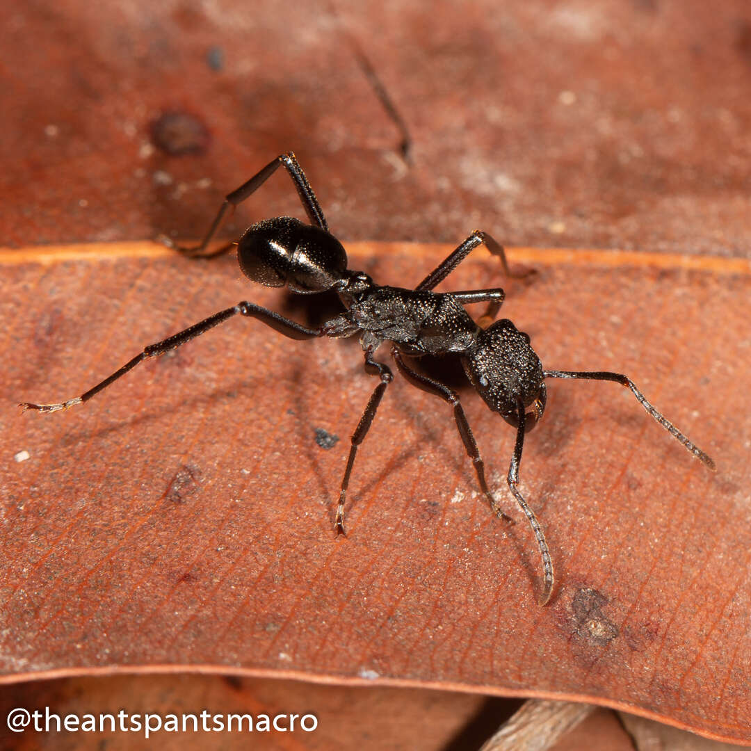 Image of Rhytidoponera nodifera (Emery 1895)