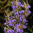 Sivun Hovea montana (Hook. fil.) J. H. Ross kuva