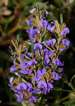 Image of Alpine Hovea