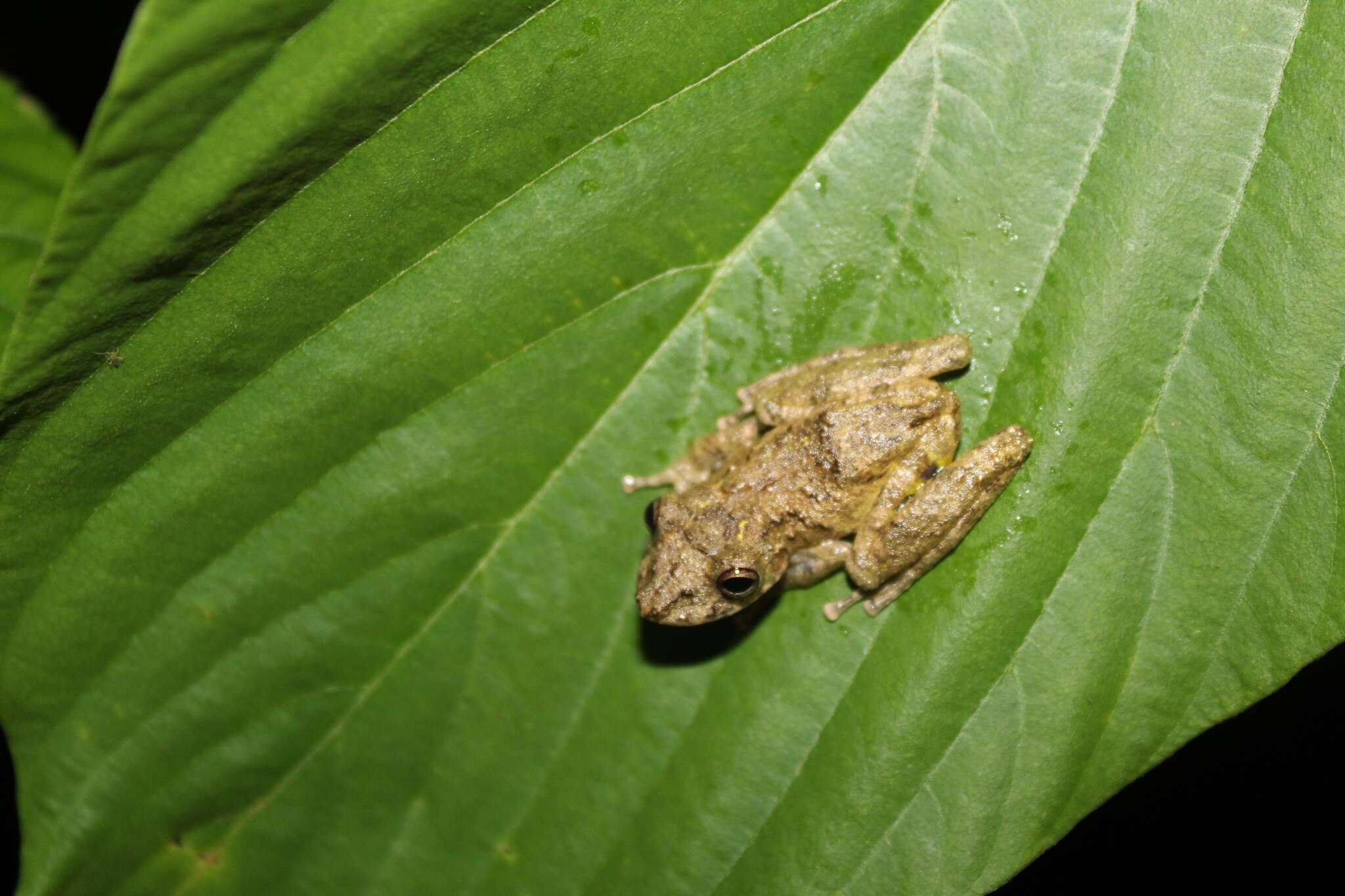 Image of Boulenger's Snouted Treefrog