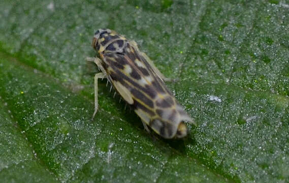 Image of Eupteryx (Eupteryx) urticae (Fabricius 1803)