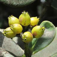 Image of Clusia multiflora Kunth