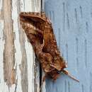 Image de Autographa rubidus Ottolengui 1902