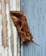 Image de Autographa rubidus Ottolengui 1902