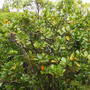 Image of Azores laurel