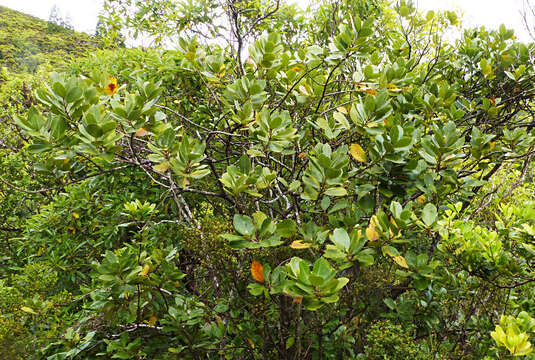 Image of Azores laurel