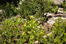 Image of Chilean yellow violet