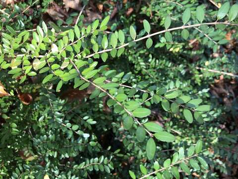 Image of Lonicera ligustrina Wall.