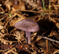 Imagem de Cortinarius austroviolaceus Gasparini 2001