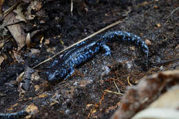 صورة Ambystoma laterale Hallowell 1856