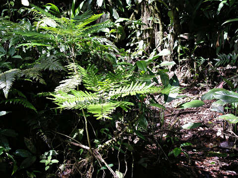 Image of Gavilán Tree