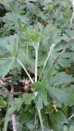 Image of cinquefoil geranium