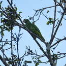 Image of Amazona vittata vittata (Boddaert 1783)
