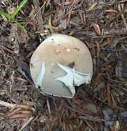 Image of Boletus semigastroideus Nuhn, Manfr. Binder, A. F. S. Taylor, Halling & Hibbett 2013