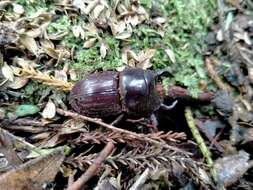 Image of Helms' stag beetle