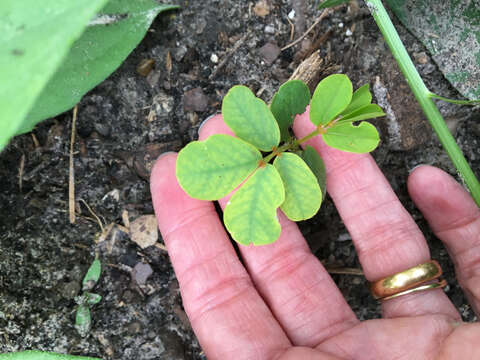 Слика од Senna alata (L.) Roxb.