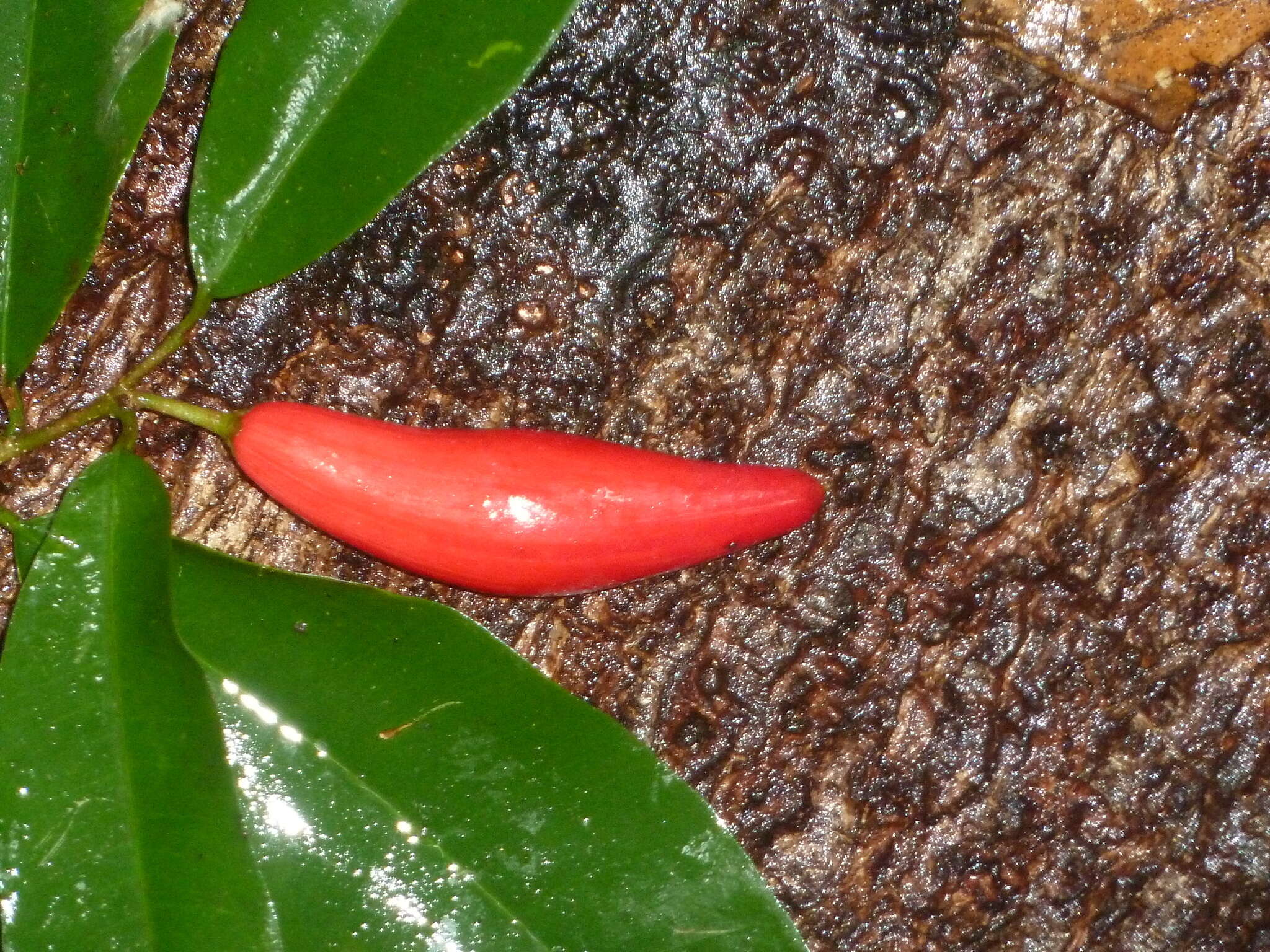 Image of Chrysophyllum moralesianum