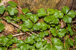 Image of Coptis trifolia subsp. trifolia