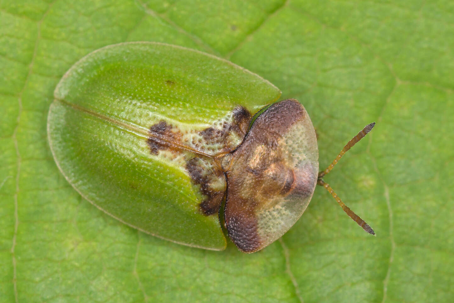 Image de Cassida (Cassida) panzeri Weise 1907