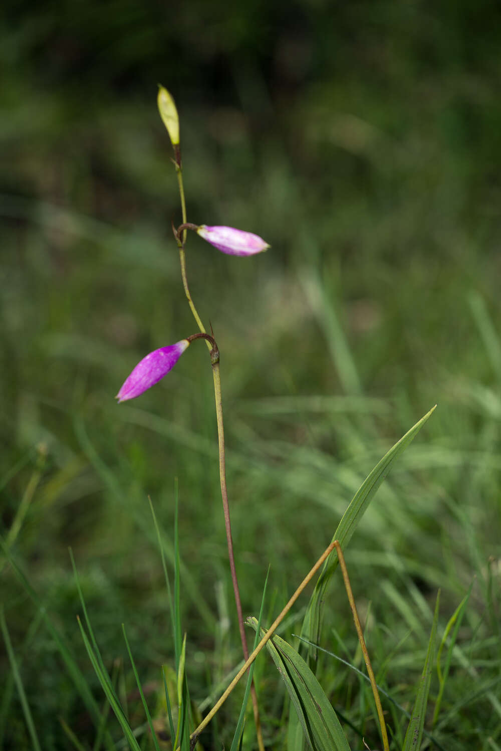 Image of Bletia greenmaniana L. O. Williams