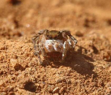 Imagem de Aelurillus madagascariensis Azarkina 2009