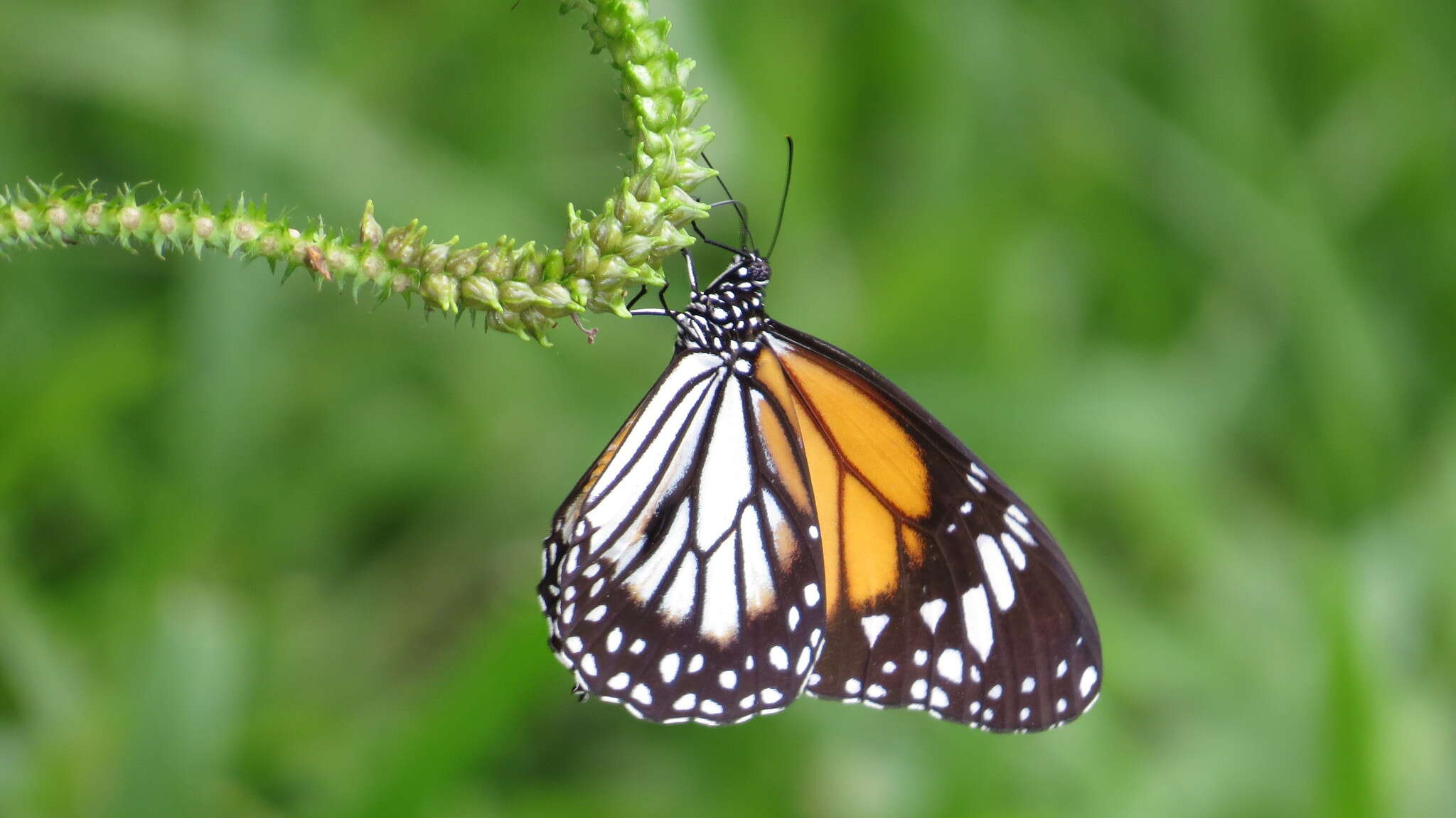 Sivun Danaus (Anosia) melanippus Cramer 1777 kuva