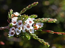 Image of Baeckea gunniana Schau. ex Walp.