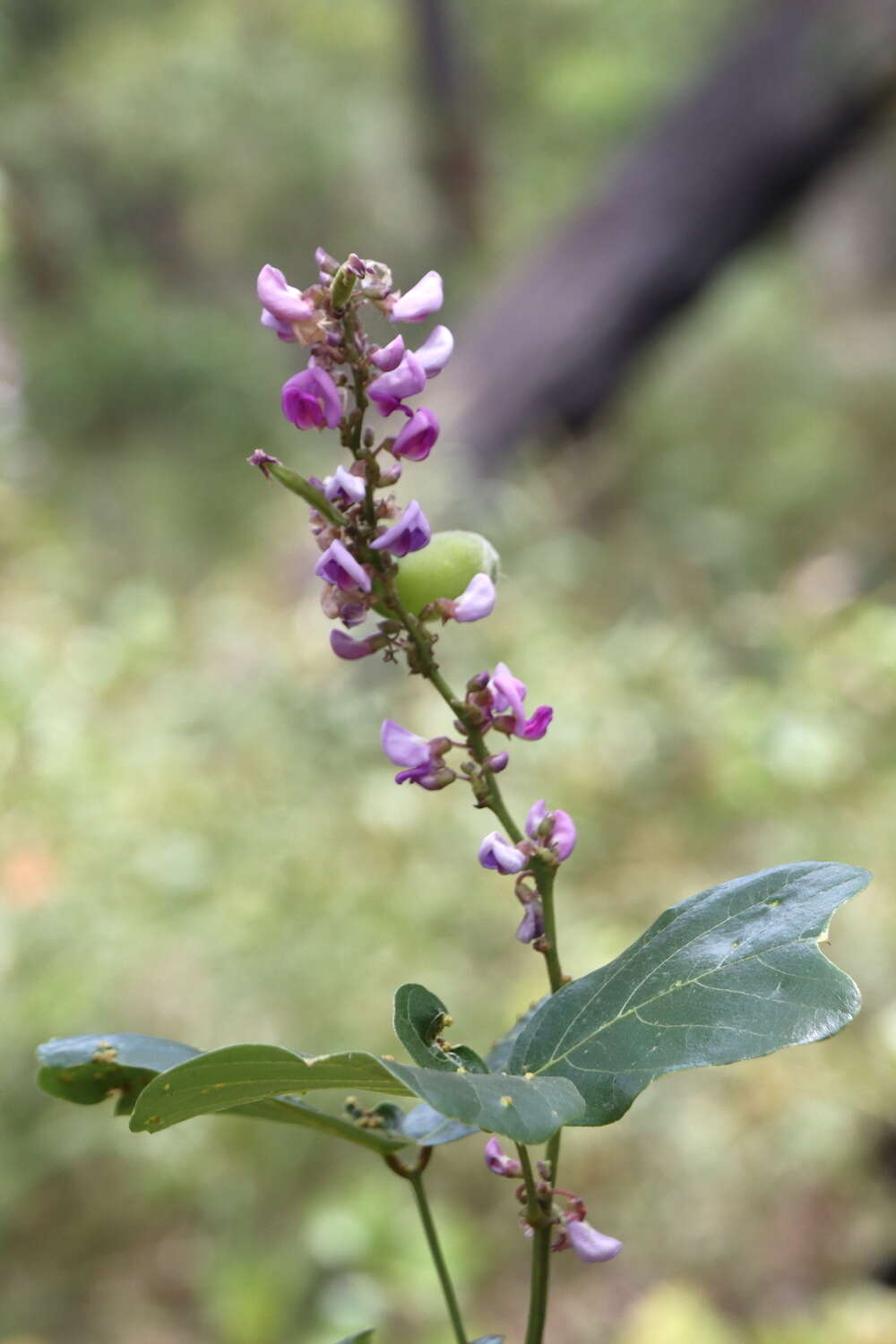 Image of Vandasina retusa (Benth.) Rauschert