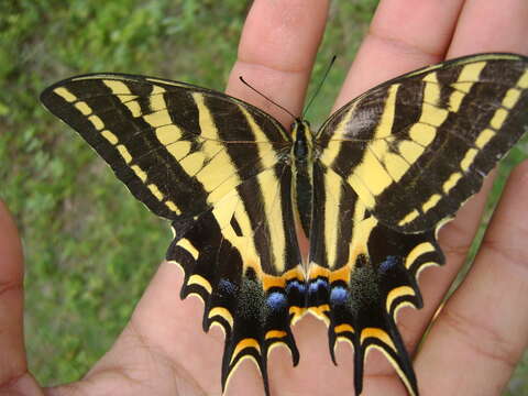 Sivun Papilio pilumnus Boisduval 1836 kuva